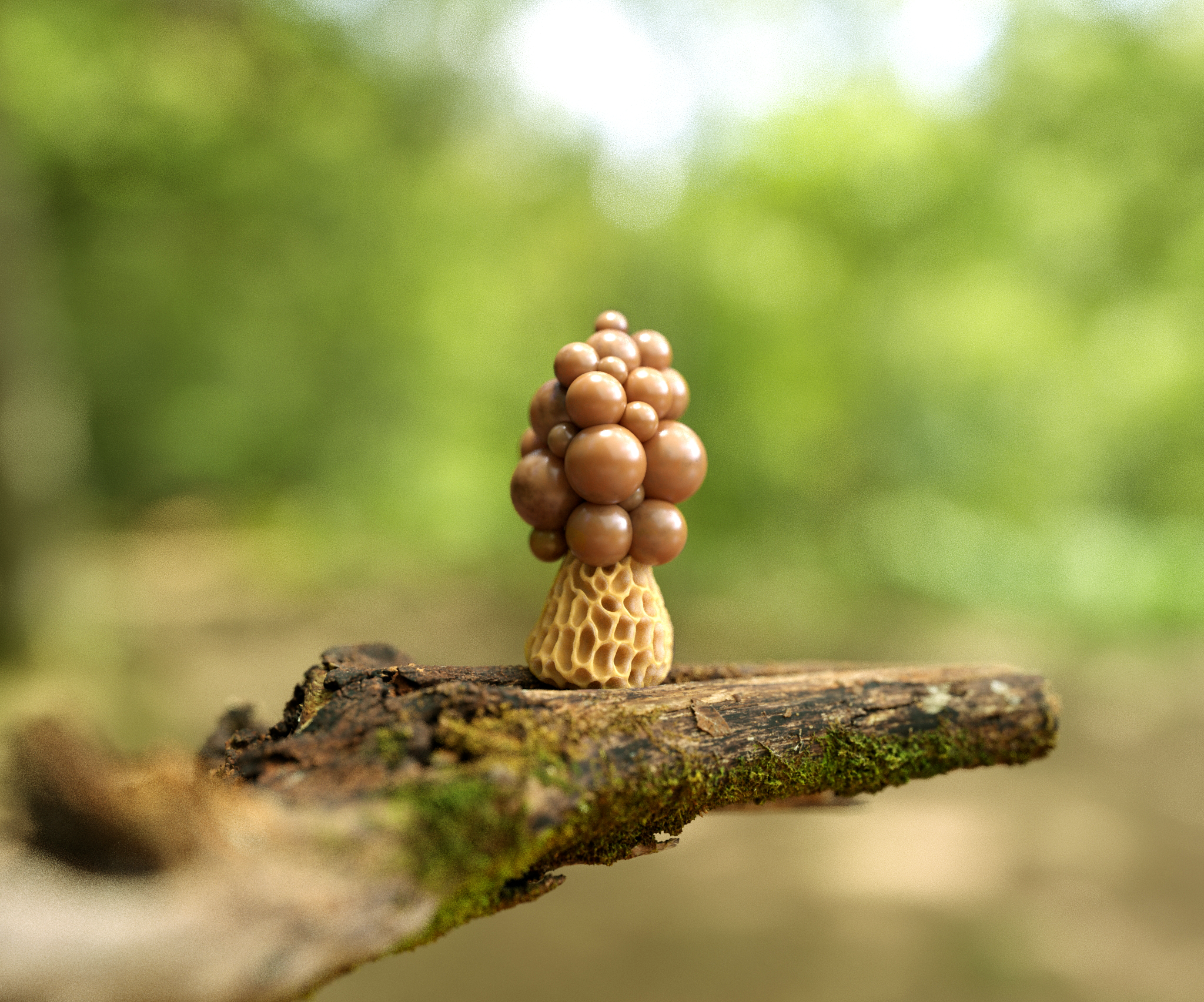 Moreltesers