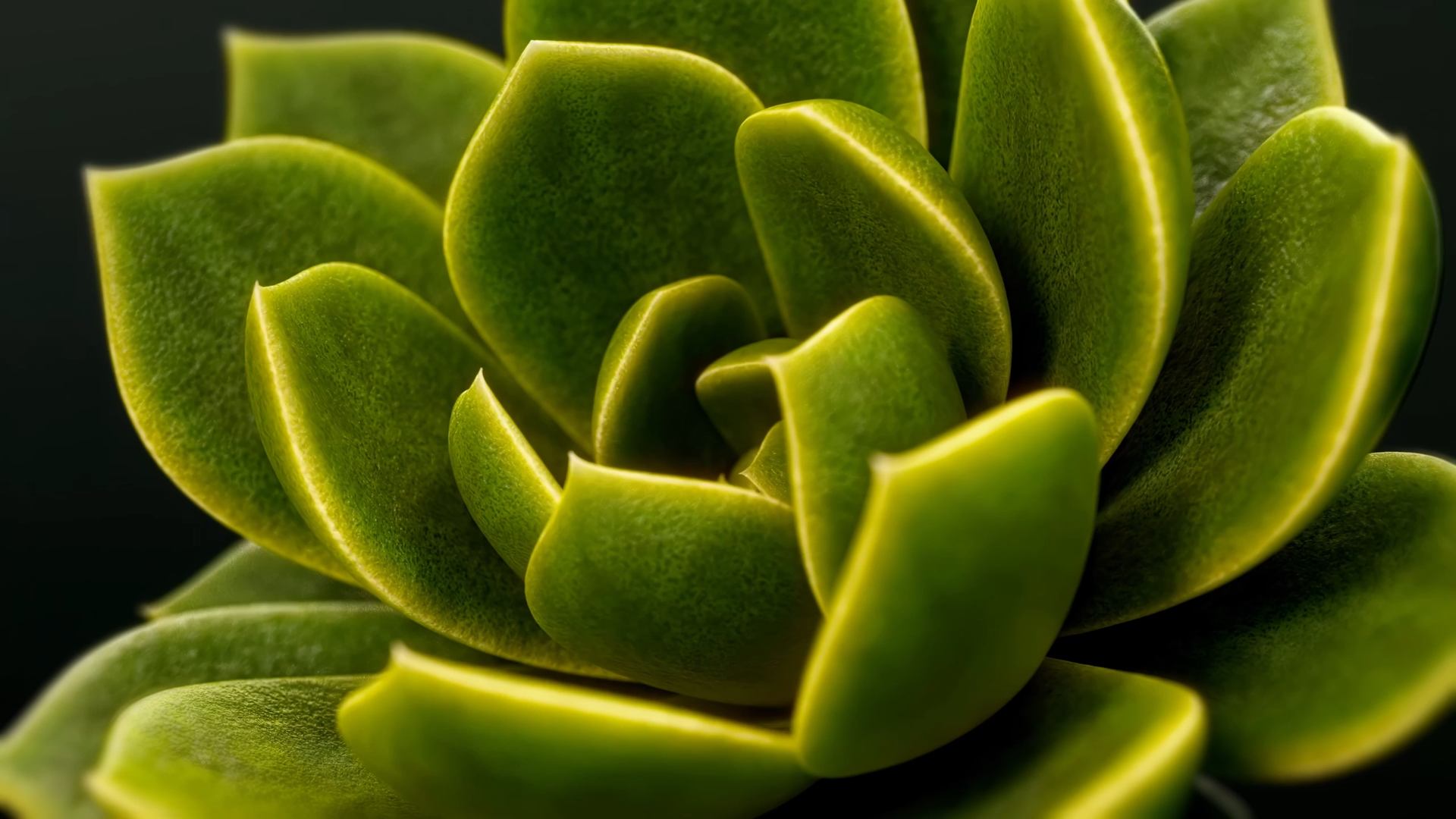 Succulents Are Endless